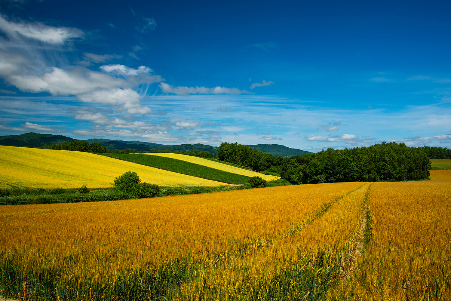 美瑛町の魅力を伝える体験型イベント。ターゲットを絞り、広告を打つ